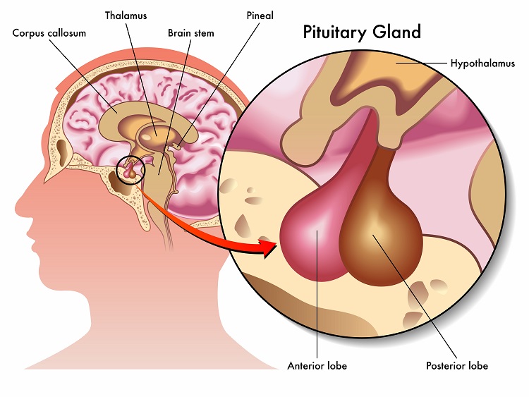 Hypothalamic Amenorrhea